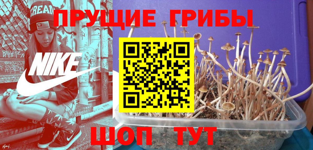 Екатеринбург  Галлюциногенные грибы Psilocybine cubensis  Вход с VPN  Псилоцибиновые грибы Psilocybine cubensis 